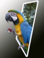 /album/trabajo-guia-/guacamaya-fuera-de-limite-2copia-jpg/